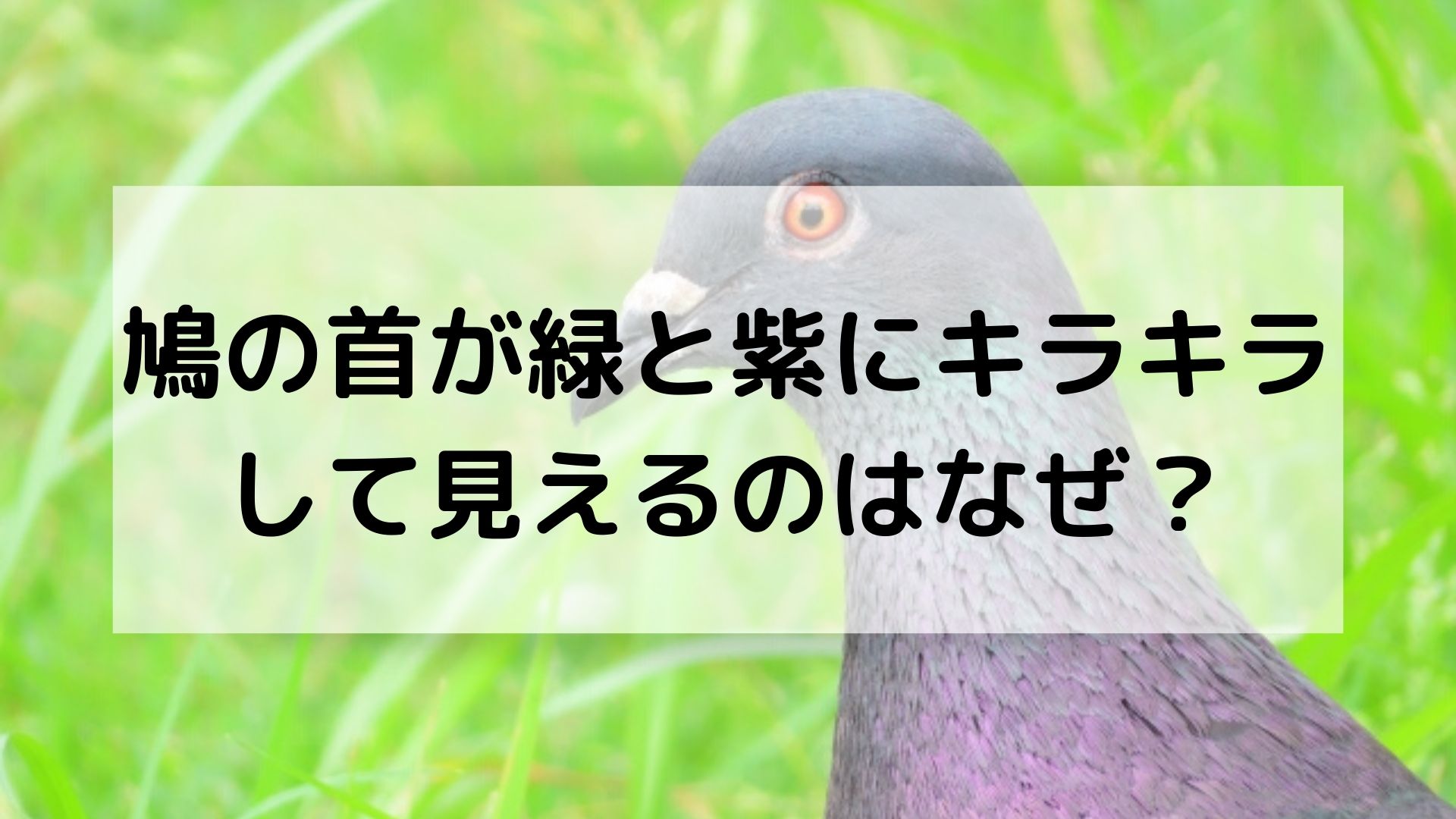 鳩の首が緑と紫にキラキラして見えるのはなぜ ひゃくふく